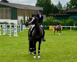 dressage horse Fidia 3 (Oldenburg, 2019, from Fidertanz)