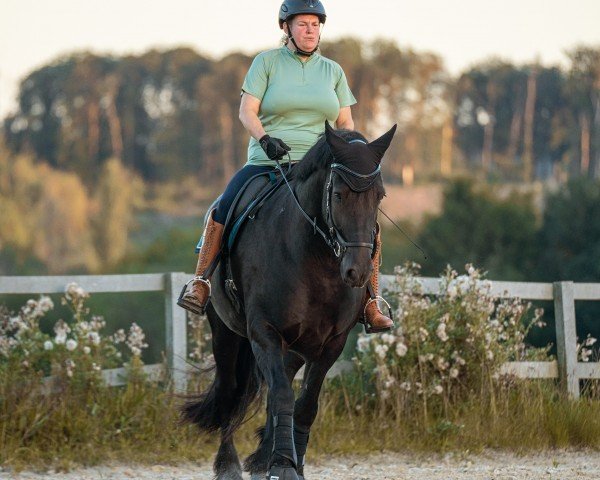 horse Romero 131 (Tinker-Mix / Pinto Tinker / Crossbreed, 2016, from Romeo vom Melkweg)