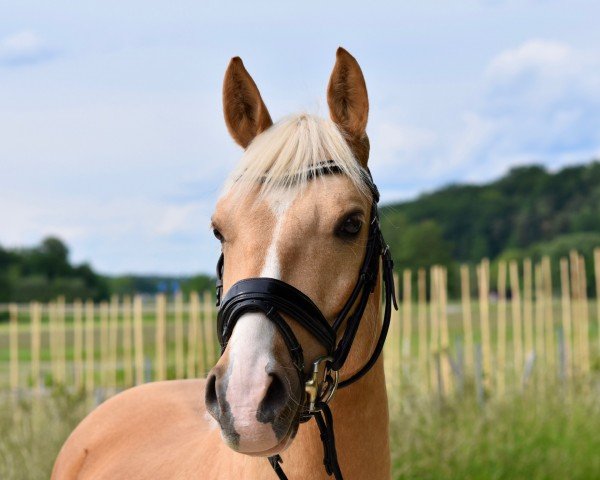 dressage horse Goldi (German Riding Pony, 2017, from Dreidimensional AT NRW)