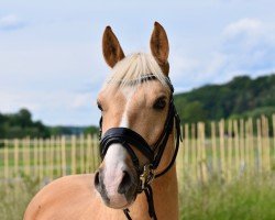 Dressurpferd Goldi (Deutsches Reitpony, 2017, von Dreidimensional AT NRW)