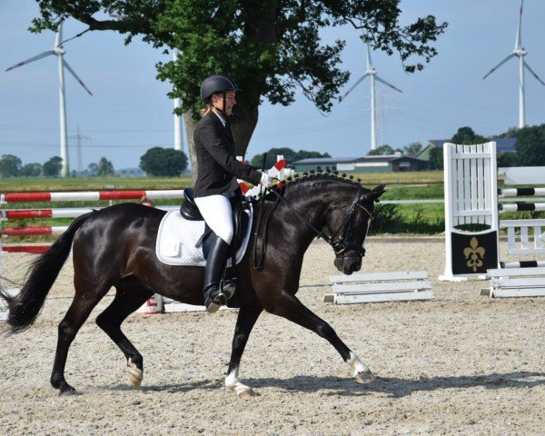 broodmare Choco Coco (German Riding Pony, 2010, from Kennedy WE)