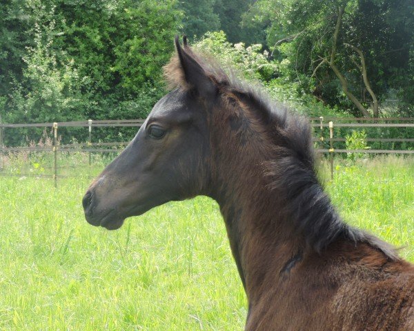 Fohlen von Parfaite (Trakehner, 2024, von Mescalero)