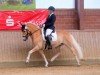 dressage horse Swank Man (Haflinger, 2006, from Steve (1,57% ox))