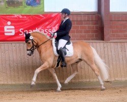 dressage horse Swank Man (Haflinger, 2006, from Steve (1,57% ox))