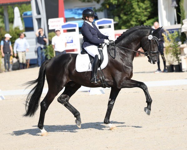 dressage horse Woodlander Sequoia (Oldenburg, 2018, from Secret)