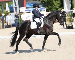 dressage horse Woodlander Sequoia (Oldenburg, 2018, from Secret)