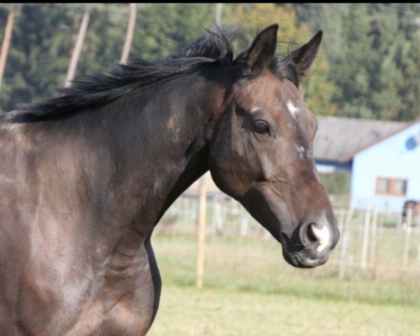 broodmare Chardonnay (Oldenburg, 2002, from Coromino)