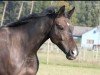 broodmare Chardonnay (Oldenburg, 2002, from Coromino)