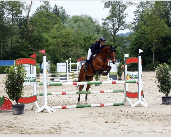 Springpferd Giovanni 206 (KWPN (Niederländisches Warmblut), 2011, von Brouwershaven Diamond Hit)