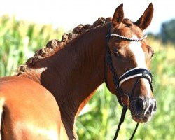 dressage horse Stole My Heart (Hanoverian, 2018, from Secret)