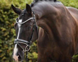 dressage horse Sandmann 70 (Hanoverian, 2009, from Silberschmied)