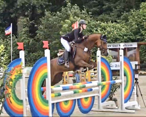 jumper Tropenzauber 2 (German Riding Pony, 2019, from Totilas)