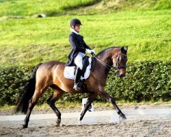 dressage horse Lionel 8 (Holsteiner, 2011, from Loran)