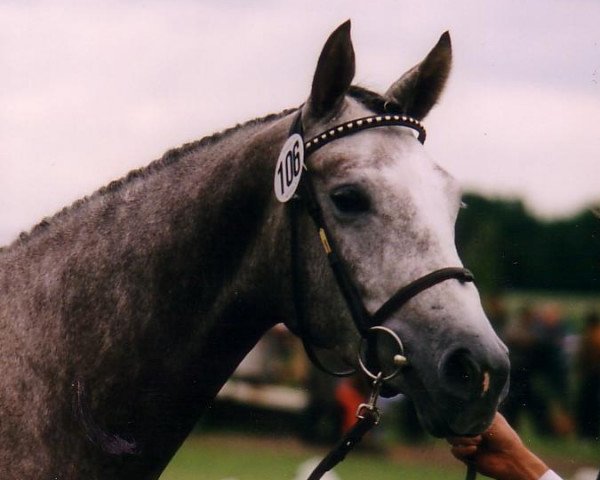 broodmare Romantika VI (Trakehner, 1992, from Herzzauber)