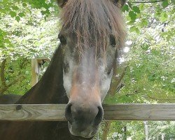 broodmare Forsæla vom Gut Lindenhof (Iceland Horse, 1992, from Jarpur frá Sandhólaferju)