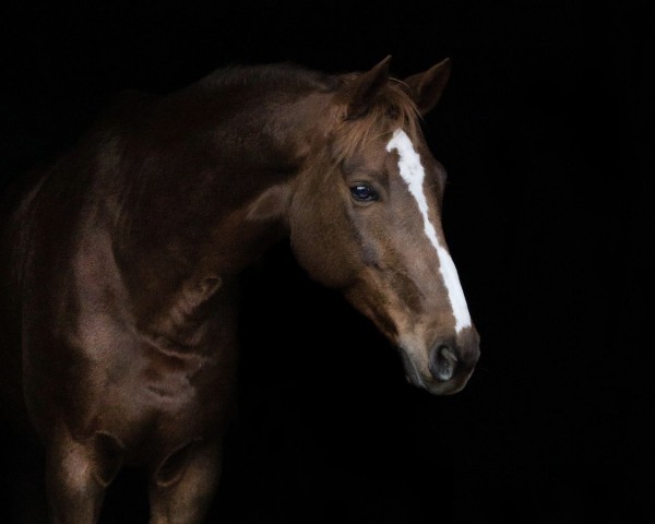 horse Ides of March de Lassergut (Austrian Warmblood, 2012, from Hym d'Isigny)