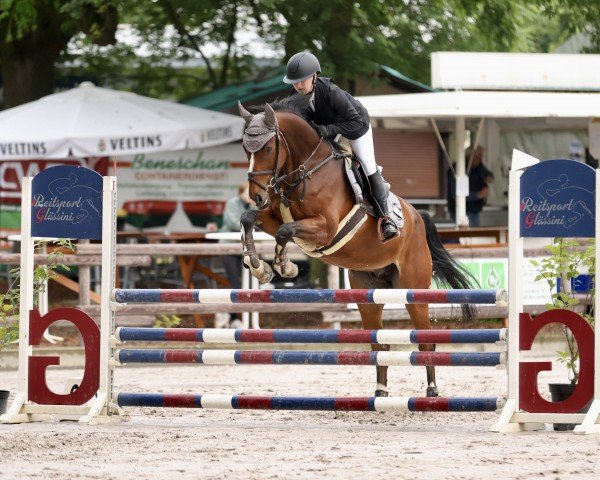 jumper Cup HZ (Hanoverian, 2019, from Cup Cooper)