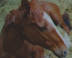 broodmare Dancing Break xx (Thoroughbred, 2014, from Sunday Break xx)