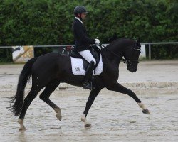 dressage horse FBW Farani (German Sport Horse, 2018, from For Romance I)