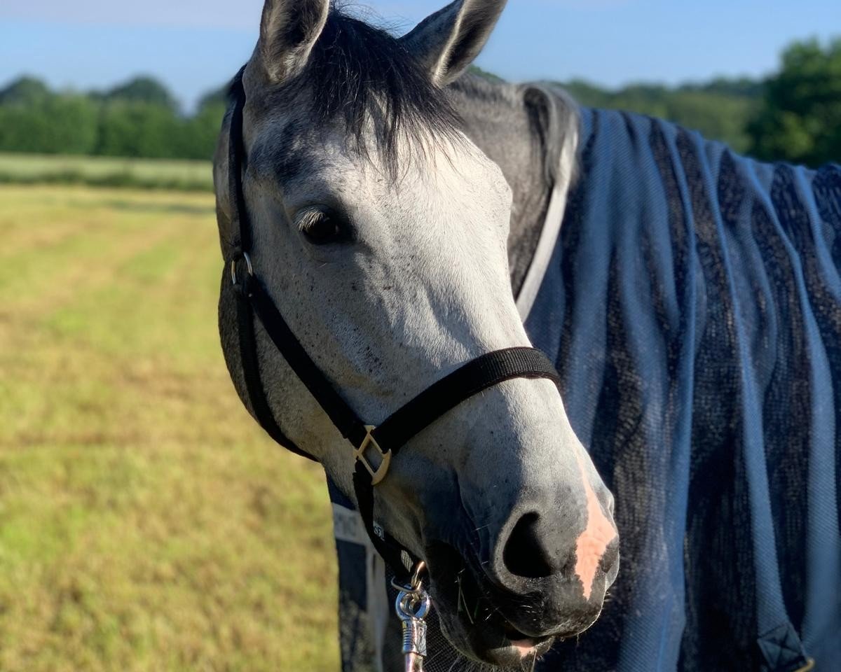 Springpferd Acadia 22 (Westfale, 2019, von Diacontinus)