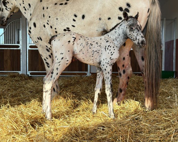 foal by Treidelhof Bittersüß (Knabstrupper, 2024, from Bouffon af Kronplet)