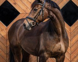 dressage horse Danzano 3 (Oldenburg, 2017, from Danzador)