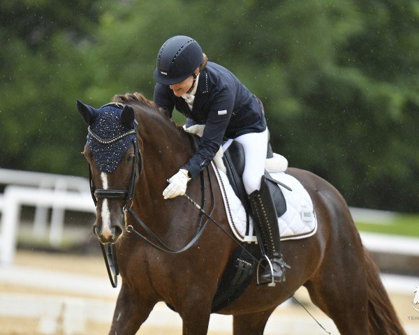 dressage horse Discobaby (Rhinelander, 2016, from Don Romanov)