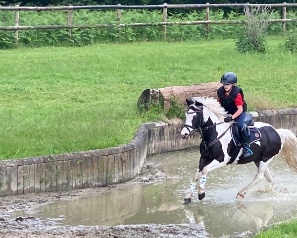 Springpferd Wild Gracie (Pony ohne Rassebezeichnung, 2018)