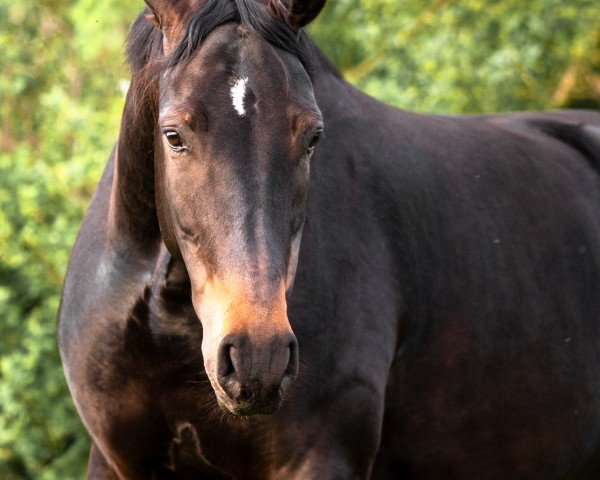 dressage horse Duke H. (Hanoverian, 2018, from Don Nobless)