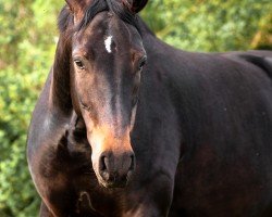 dressage horse Duke H. (Hanoverian, 2018, from Don Nobless)