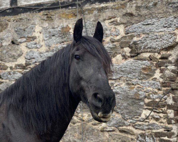 broodmare Auck fan Snakkerstate (Friese, 2000, from Olof 315 P)