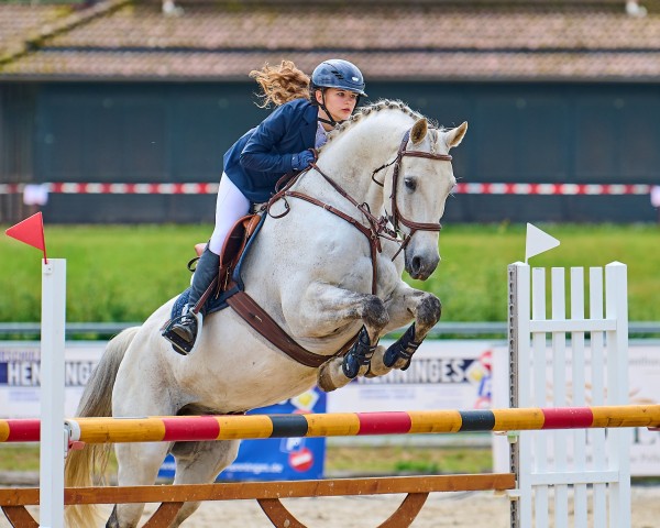 Springpferd Lintao (Deutsches Sportpferd, 2008, von Linton)