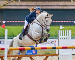 jumper Lintao (German Sport Horse, 2008, from Hh Linton)