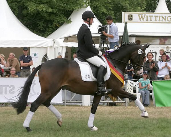 dressage horse Priegnitz (Trakehner, 2005, from Hofrat)