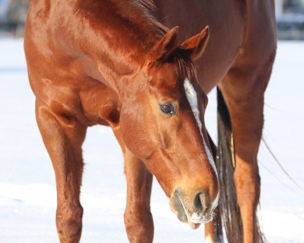 dressage horse Innerhal 2 (KWPN (Royal Dutch Sporthorse), 2013, from Sir Donnerhall I)