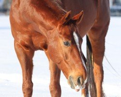 Dressurpferd Innerhal 2 (KWPN (Niederländisches Warmblut), 2013, von Sir Donnerhall I)