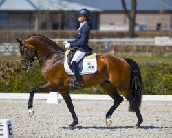 stallion Lloyd (KWPN (Royal Dutch Sporthorse), 2016, from Governor-Str)