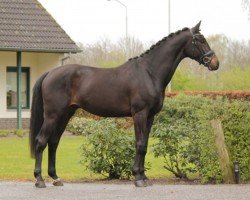 dressage horse Robinson (KWPN (Royal Dutch Sporthorse), 2021, from Lloyd)