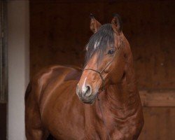 dressage horse Catomino (Holsteiner, 2013, from Catoo)