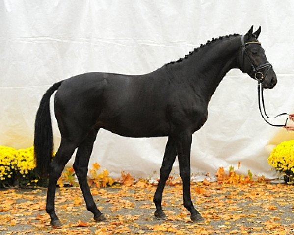 stallion Whizzkid 6 (Trakehner, 2010, from Syriano)