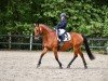 dressage horse Winchester's Heritage (Holsteiner, 2013)