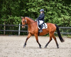 dressage horse Winchester's Heritage (Holsteiner, 2013)