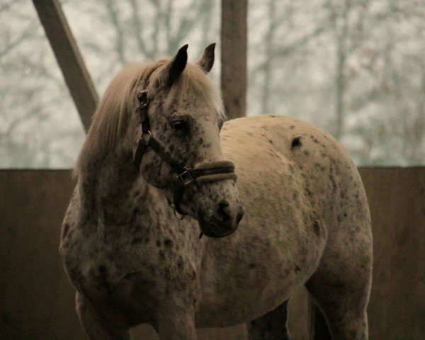 jumper Amazing Grace 72 (Pony without race description, 2012)