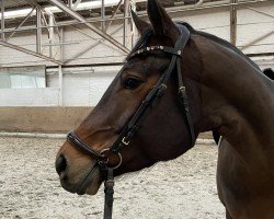 dressage horse My Malibu (Hanoverian, 2018, from Martinez)