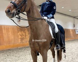 dressage horse Doristan (Hanoverian, 2003, from Don Vino)