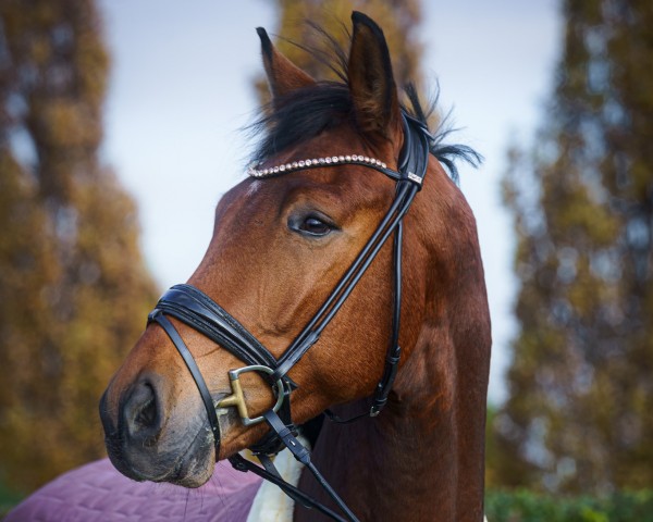 dressage horse Varello SF (Westphalian, 2020, from Viva Gold OLD)