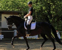 dressage horse Donatella 106 (Hannoveraner, 2015, from Don Frederico)