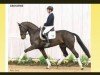 dressage horse Crossfire 22 (Hanoverian, 2010, from Christ)