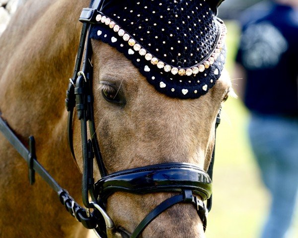 dressage horse Bella Sunshine (German Riding Pony, 2020, from Jonker's Socrates)