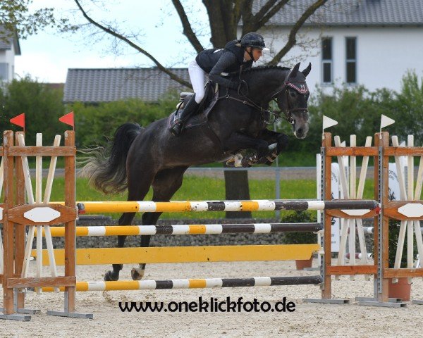 Springpferd Cam Newton (Oldenburger Springpferd, 2018, von Cayado 3)